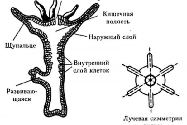 Кракен зеркало 2kraken biz