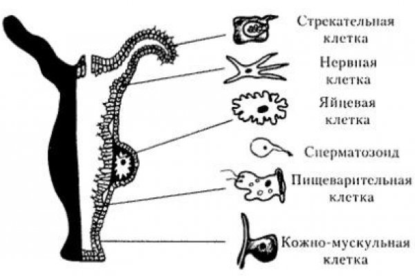 Кракен рабочая ссылка на официальный магазин